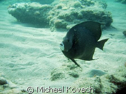 Angelfish on the inside reef at Lauderdale by the Sea by Michael Kovach 